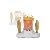 SHM-4220 hot-dog kszt rak