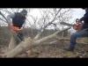 Walnut tree felling with ZID TAJGA 245 & OLEO - MAC 937 chainsaw / lncfrsz
