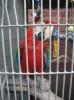 Exotic birds in cages outside restaurant Picture of R Thomas Deluxe Grill Atlanta