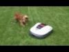 Harmony between a dog and Honda Miimo Kutya s egy robot fnyr harmnija